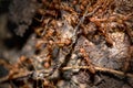 Many ants eat food