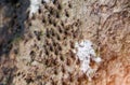 Many ant are leaving the nest. On the path of a large tree Royalty Free Stock Photo