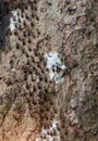 Many ants are leaving the nest. On the path of large tree Royalty Free Stock Photo