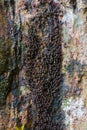 Many ants move and feed on the trails of large trees Royalty Free Stock Photo