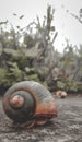 many ants swarm over the snail