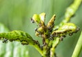 Many aphids on a plant leaf in nature. Royalty Free Stock Photo