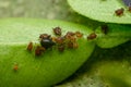 Many aphids under citrus plant leaf . Aphids are sucking pest which suck cell sap from plant and affects the growth and