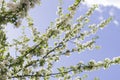 Many apple tree branches with white flowers in spring Royalty Free Stock Photo