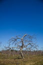 Many Apple Trees in a field