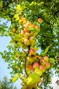 Many apples on a branch in Sunny day