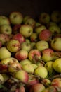 many apples close up ripe freshly picked red and green organic apples in bushel basket