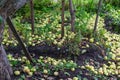 Many apples fallen from the tree lying on the ground in the garden