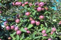 Apples background many fruits in apple tree autumn harvest