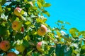 Many apples ripen on a branch of an apple tree against the backdrop of a bright blue summer sky Royalty Free Stock Photo