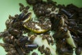 Many argentine cockroaches eating pear crawling in the pelvis, closeup view.