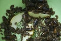 Many argentine cockroaches eating pear crawling in the pelvis, closeup view.