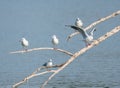 Many ash gulls perched on tree branches on a lake in a wetland area, some flapping their wings, birds