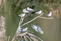 Many ash gulls perched on tree branches on a lake in a wetland area, some flapping their wings, birds