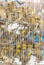 Many Asian Golden Weaver Were Imprison In Cage.