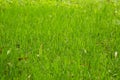 Many asian green grass