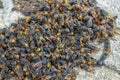 Many asian hornets found dead Royalty Free Stock Photo