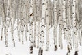 Many Aspen trees with white bark and snow in the winter nature forest Royalty Free Stock Photo