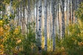 Many Aspen trees in wood land Royalty Free Stock Photo