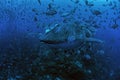 Whale shark surrounded by school of Almaco Jacks, Wolf Island, Galapagos Royalty Free Stock Photo