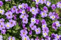 Many Aubretia on a meadow as background Royalty Free Stock Photo