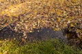 Many Autumn fall yellow orange red colorful and dry brown leaves in lake water background texture Royalty Free Stock Photo