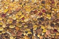 Autumn fall yellow orange red colorful leaves background texture Royalty Free Stock Photo