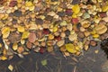 Autumn fall yellow orange red colorful leaves in water background texture Royalty Free Stock Photo