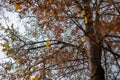 many autumn leaves on tree Royalty Free Stock Photo
