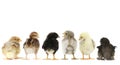 Many Baby Chick Chickens Lined Up on White Royalty Free Stock Photo