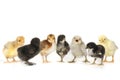 Many Baby Chick Chickens Lined Up on White Royalty Free Stock Photo
