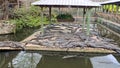 Many baby Gators at sleep in Gatorland, Orlando, Florida