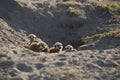 Many baby meerkats in burrow.