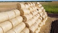 Many bales rolls straw harvest collected together on field autumn summer day Royalty Free Stock Photo