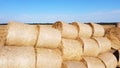 Many bales rolls straw harvest collected together field sunny autumn summer day. Royalty Free Stock Photo