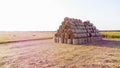 Many bales wheat straw rolls on wheat field after wheat harvest on sunset dawn