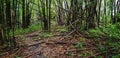 Many bamboo trees in the deep tropical forest or jungle fell in the forest because of the natural monsoon storm, disaster or human Royalty Free Stock Photo