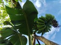 Many bananas are produced from small trees Royalty Free Stock Photo