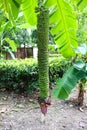 Many bananas in a single chain-Musa chiliocarpa Back