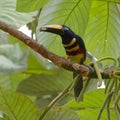 Many-banded AraÃÂ§ari eating a fruit - Pteroglossus pluricinctus - Cuyabeno Wildlife Reserve, Ecuador
