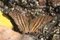 Many-banded Daggerwing Marpesia chiron