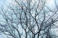 Many Bare, Dark Leafless Autumn Tree Branches Making A Graphical Twigs Silhouette Up Against The Cold Blue Sky - Concept