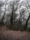 Many Bare Trees in the Forest during Winter and Carpet of Yellowing Leaves on the Ground near a Wooden Bench Royalty Free Stock Photo