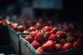 many baskets with fresh ripe strawberries for sale at a farmer& x27;s market close-up Royalty Free Stock Photo