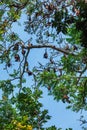 Many Bats hang on the tree - Flying Fox Pteropus giganteus sleeps in the daytime on a large tree.