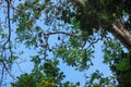 Many Bats hang on the tree - Flying Fox Pteropus giganteus sleeps in the daytime on a large tree.