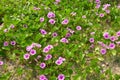 Many beach morning-glory in the beach, Thailand Royalty Free Stock Photo