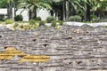 Many beach umbrellas on the palms background. Summer holiday concept.