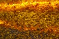 Many beautiful amber stones as a texture or background. Amber Wall