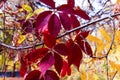 Autumn colored leaves, close up, botany, landscape, design, decorative, halloween, grape background, purple, purple leaves backgro Royalty Free Stock Photo